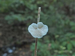 Crepidotus epibryus (Fr.) Quél. 1888 resmi