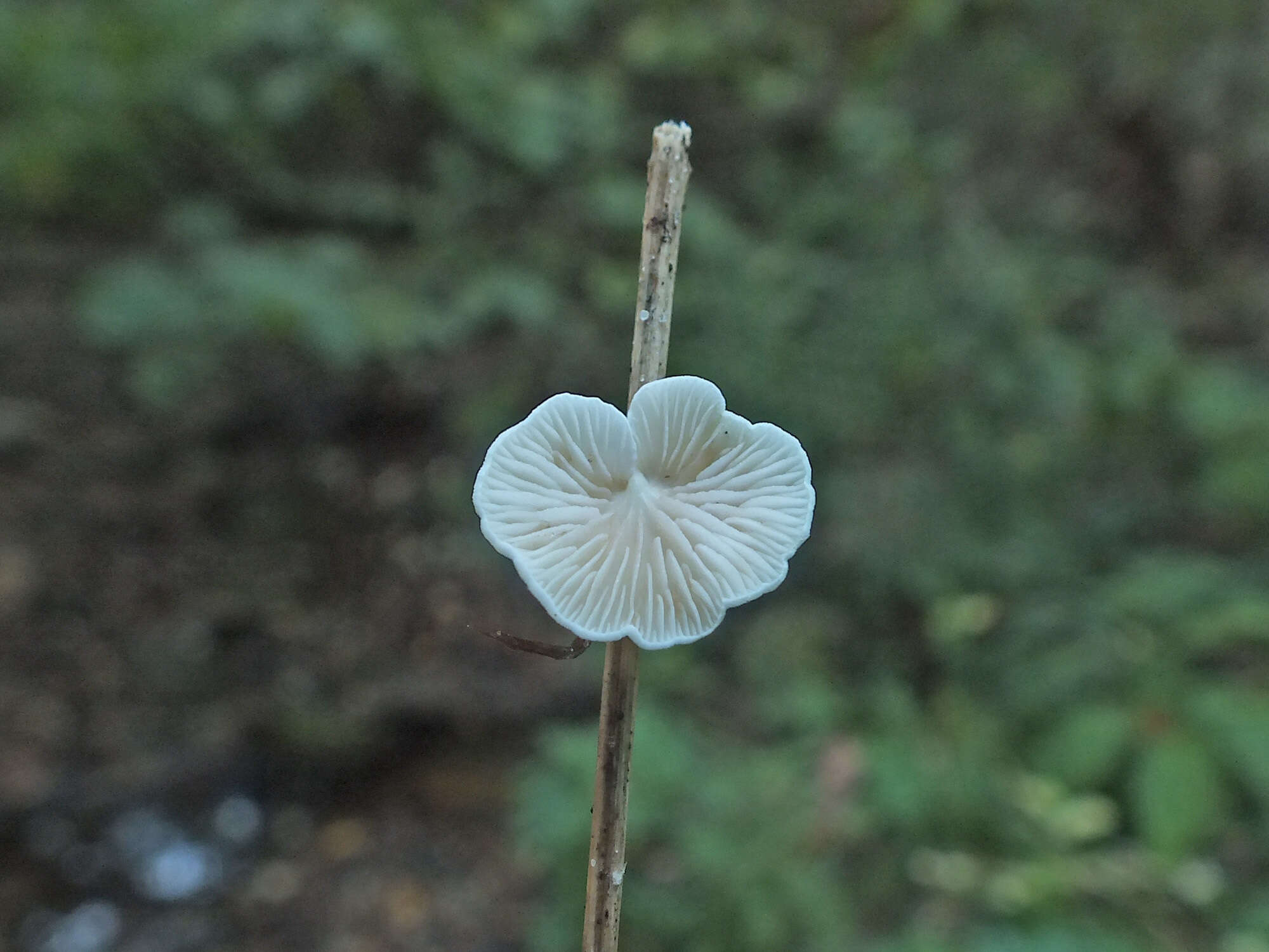 Crepidotus epibryus (Fr.) Quél. 1888 resmi