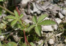 Image de Potentille rampante