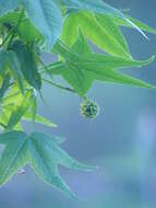 Image of American Sweetgum