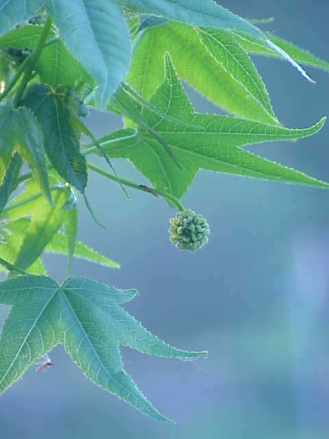 Image of American Sweetgum