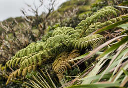 Image of Cyathea howeana Domin