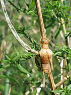 Image of Restless Bush Cricket