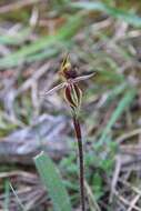 Imagem de Caladenia actensis D. L. Jones & M. A. Clem.