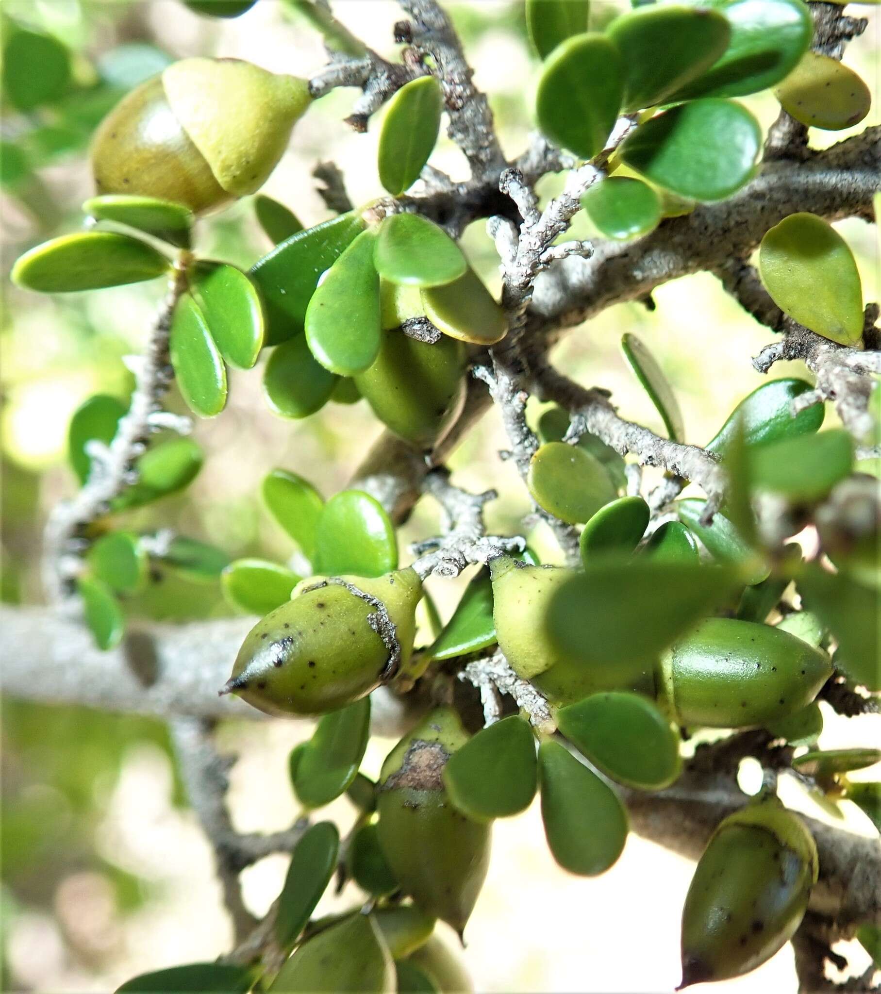 Image de Diospyros myriophylla (H. Perrier) G. E. Schatz & Lowry