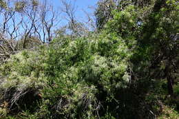 Image of Clematis decipiens H. Eichler ex Jeanes