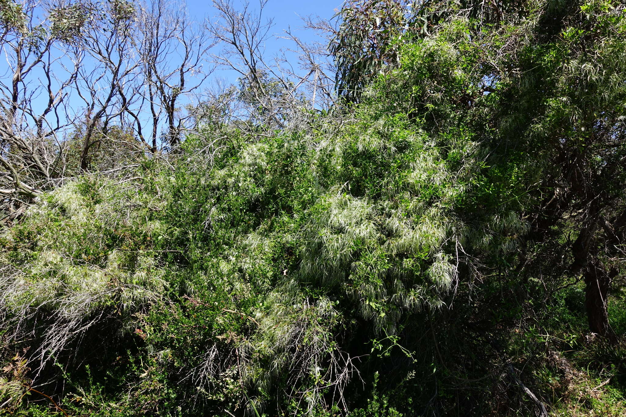 Imagem de Clematis decipiens H. Eichler ex Jeanes