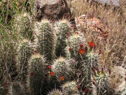 Image de Echinocereus coccineus subsp. coccineus