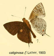 Image of Deudorix caliginosa (Lathy 1903)