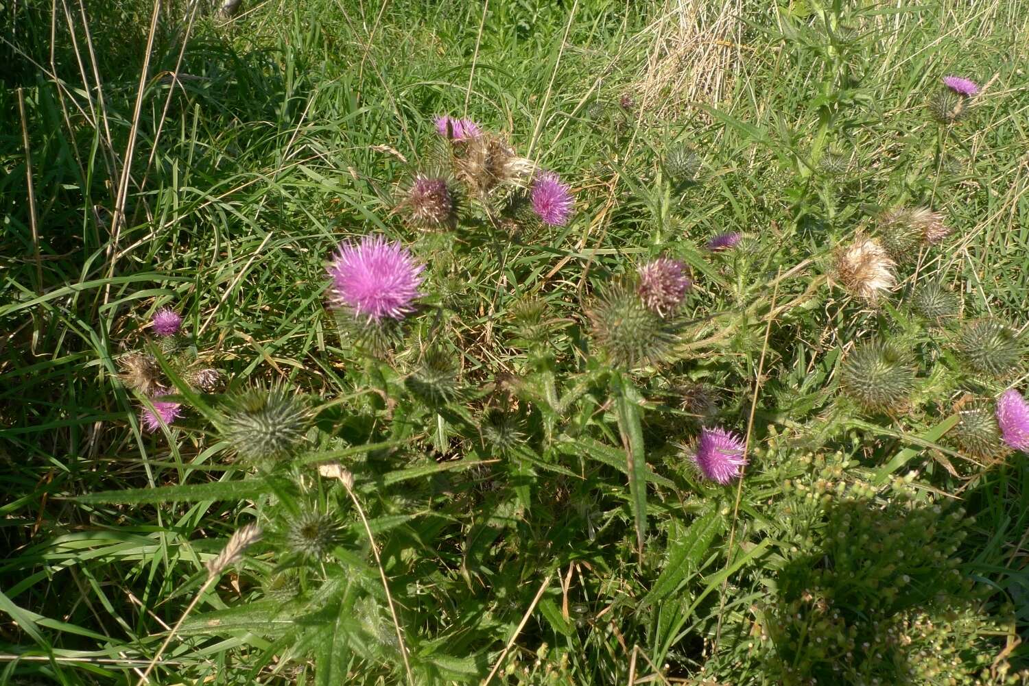 Image of Spear Thistle