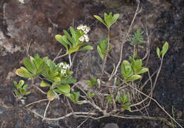 Image of Olearia elliptica subsp. praetermissa P. S. Green