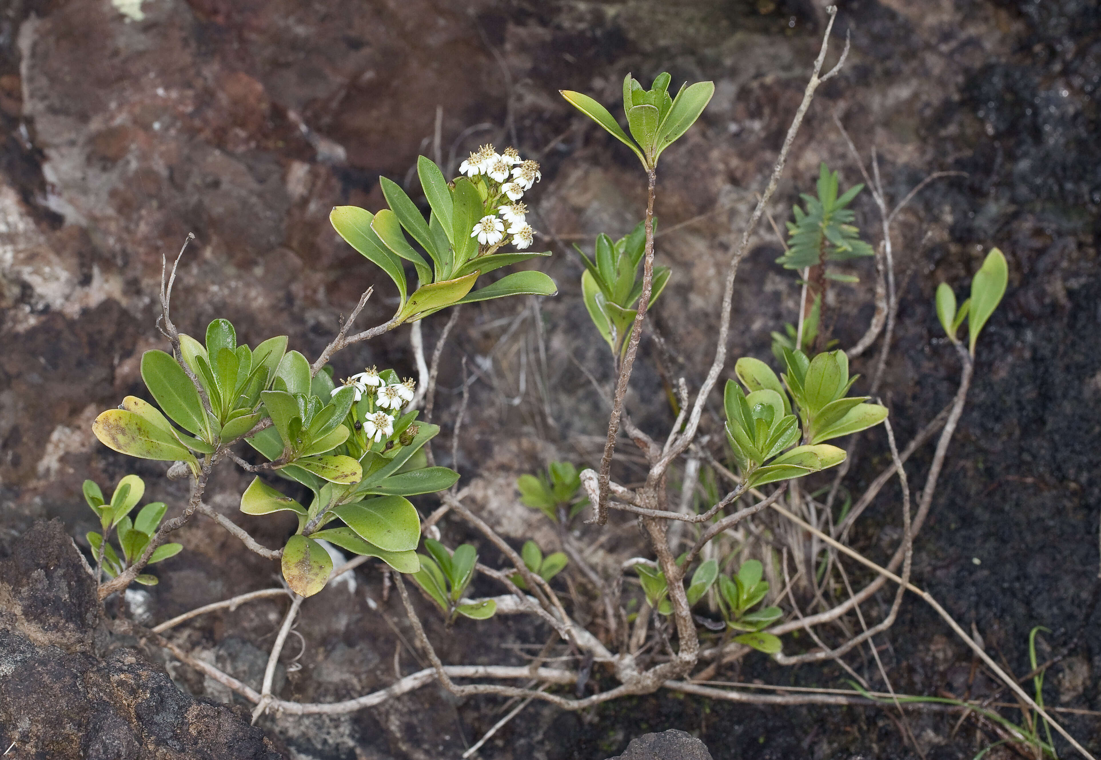 Image of Olearia elliptica subsp. praetermissa P. S. Green