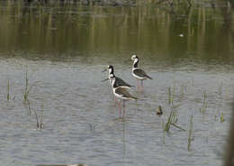 Image of <i>Himantopus mexicanus melanurus</i>