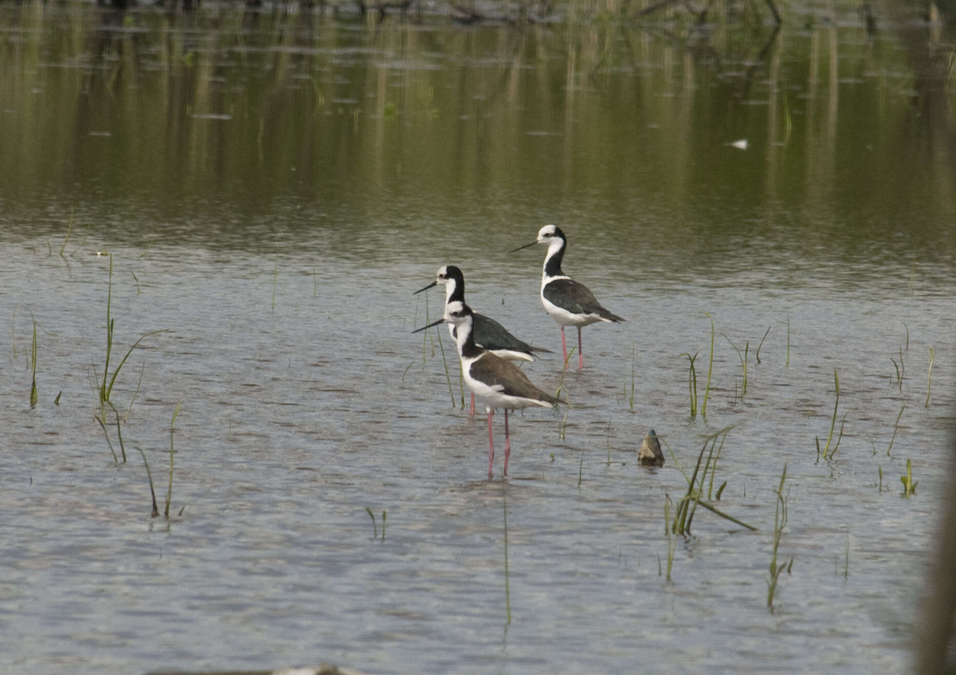 Image of <i>Himantopus mexicanus melanurus</i>