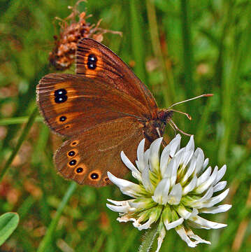 Image of woodland ringlet