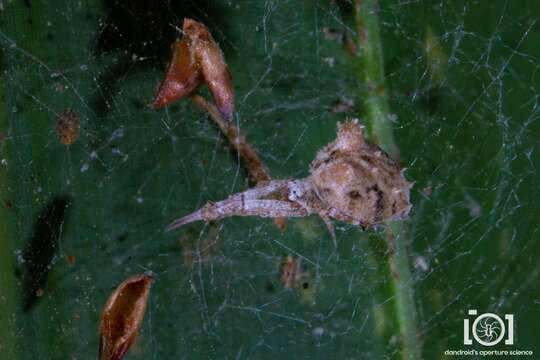 Image of Uloborus campestratus Simon 1893