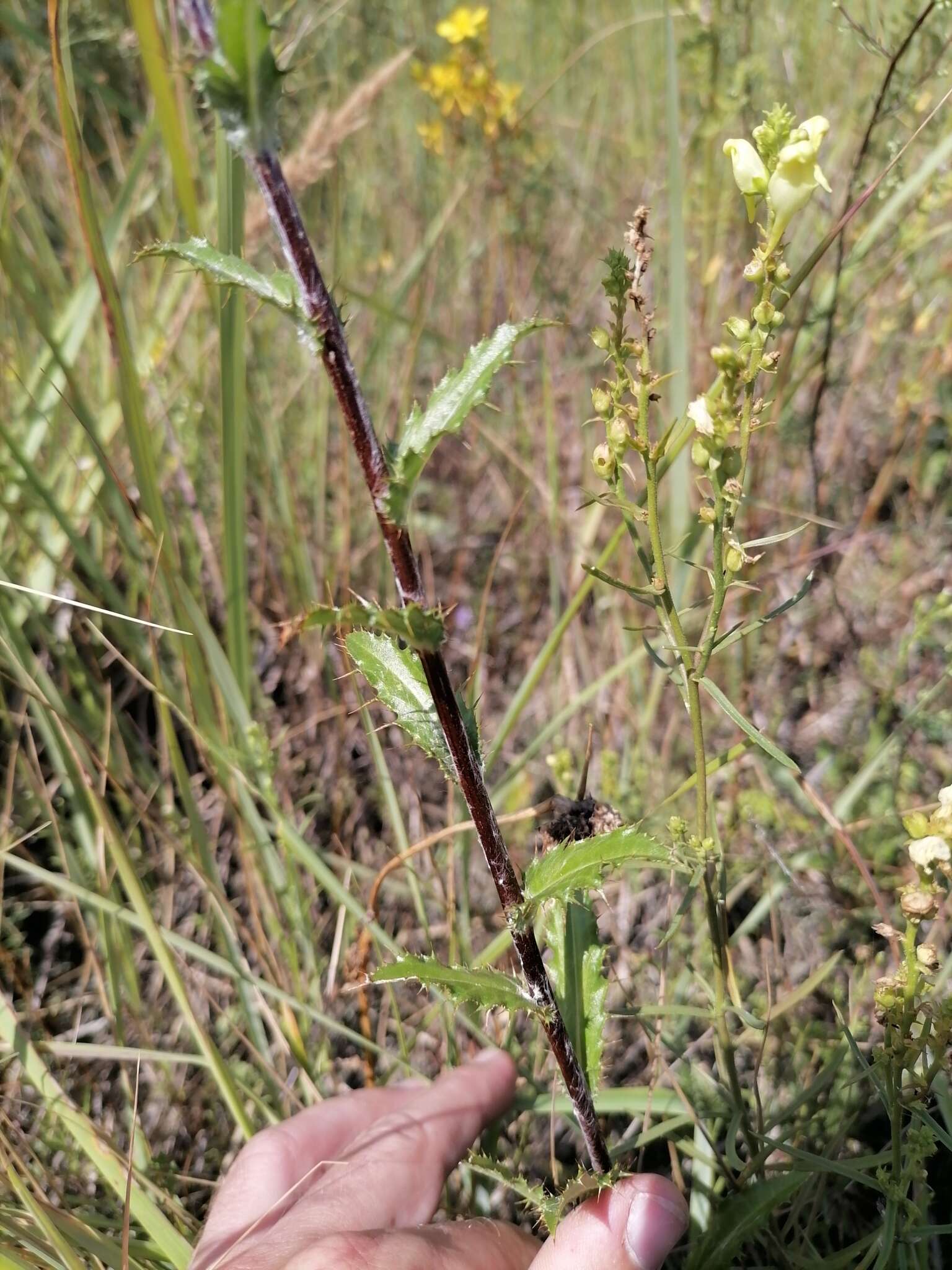 Image of Carlina biebersteinii subsp. brevibracteata (Andrae) K. Werner