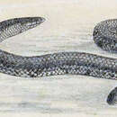 Image of Cardamom Hills Earth Snake