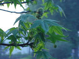 Image of American Sweetgum