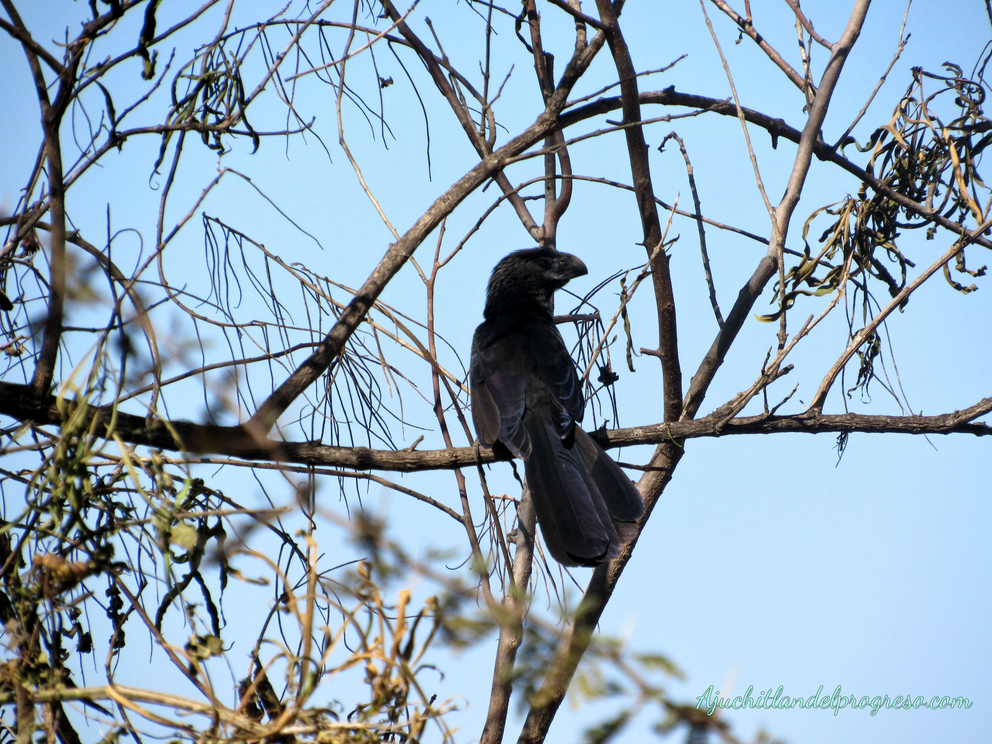 Imagem de Crotophaga Linnaeus 1758