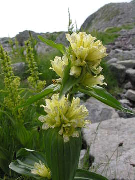 Слика од Gentiana burseri subsp. actinocalyx Polidori