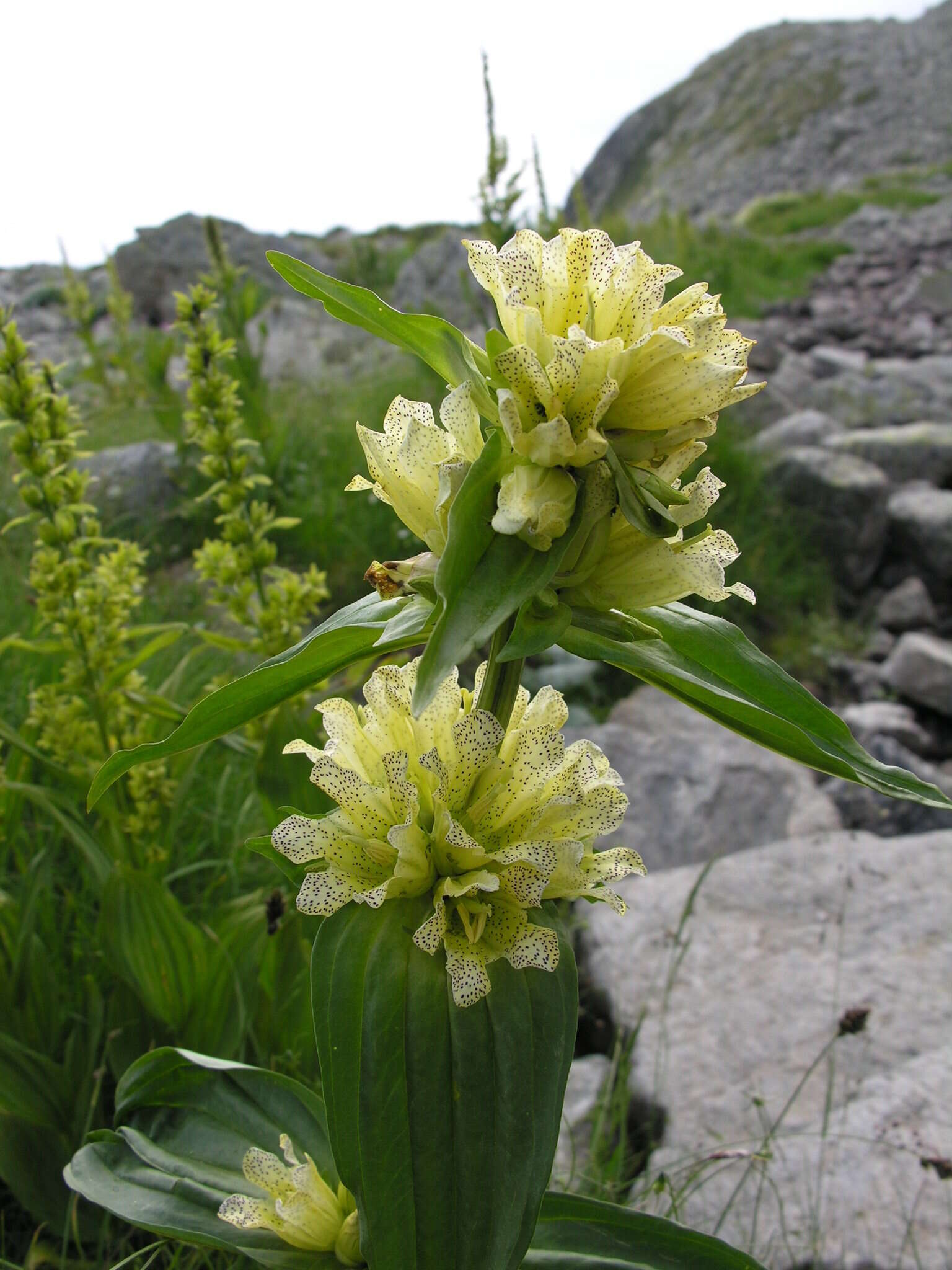 Слика од Gentiana burseri subsp. actinocalyx Polidori