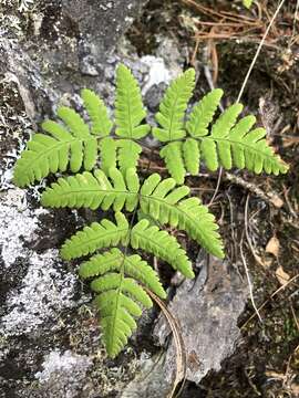 Image of oakfern