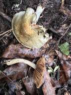 Слика од Cortinarius calaisopus Soop 2013