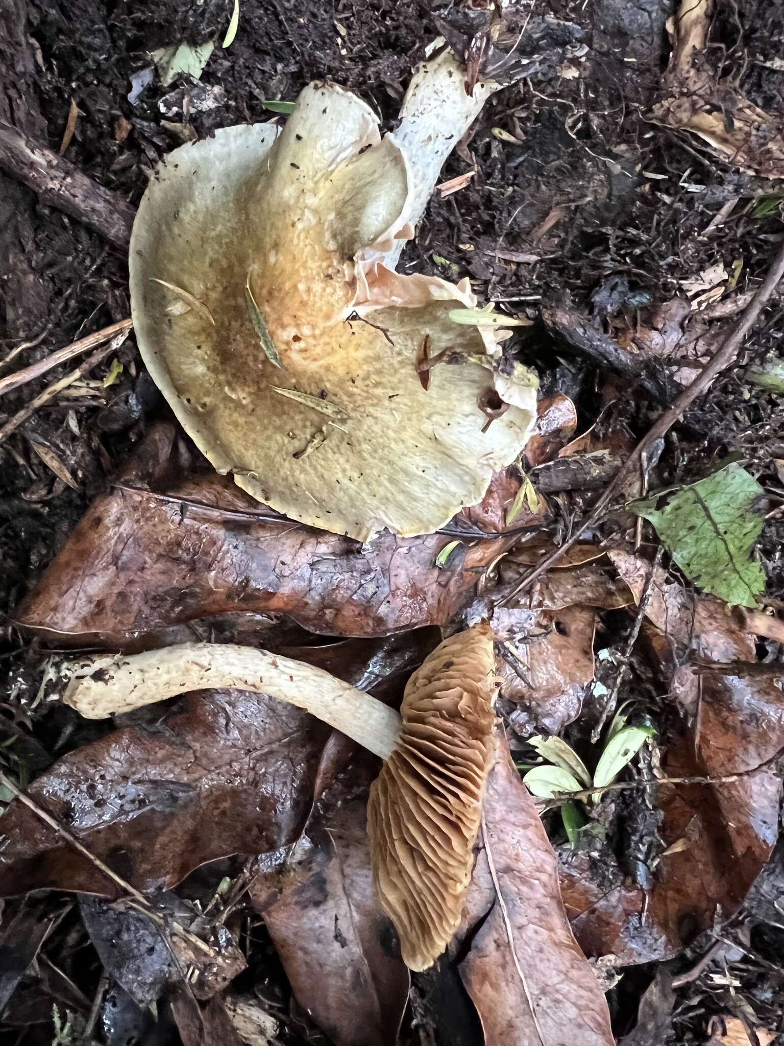 Слика од Cortinarius calaisopus Soop 2013