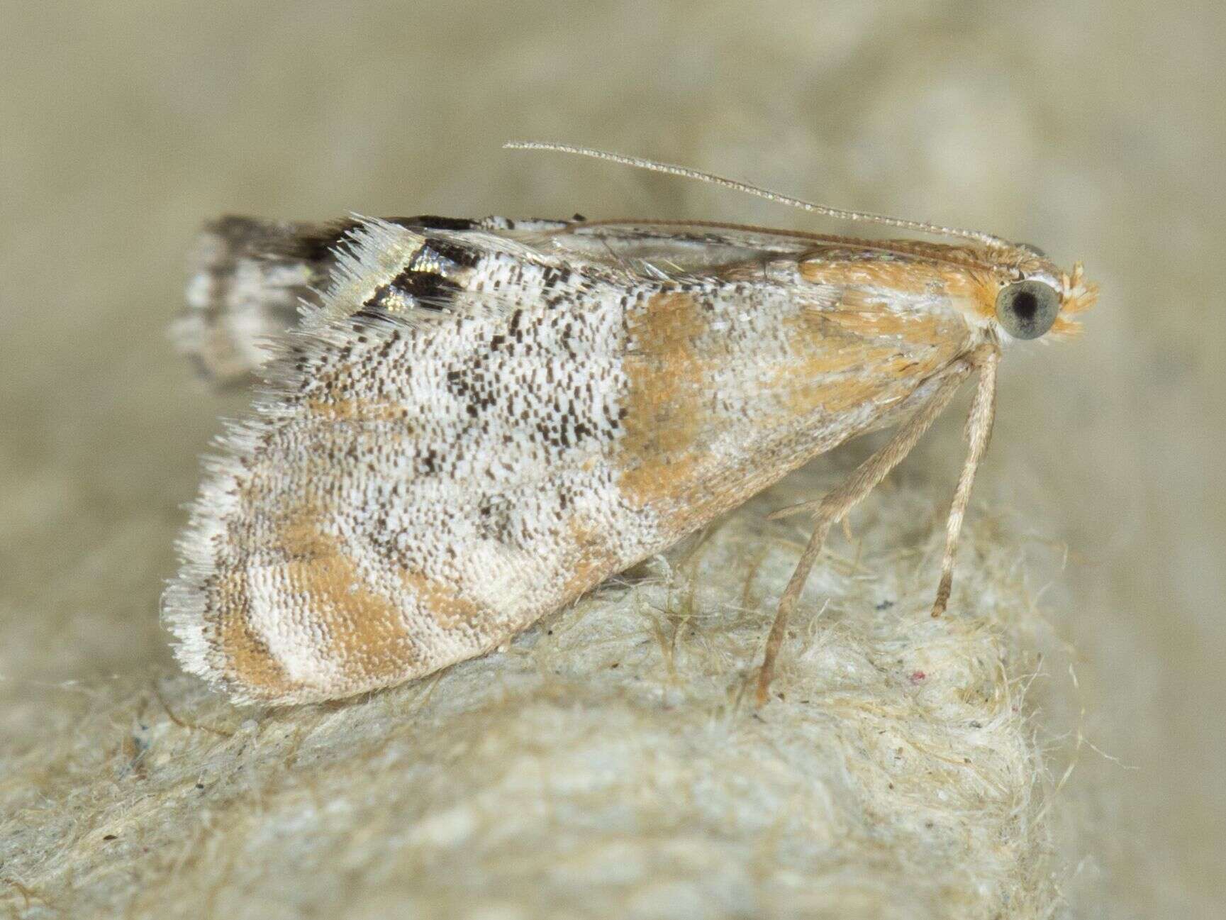 Image of Dicymolomia opuntialis Dyar 1908