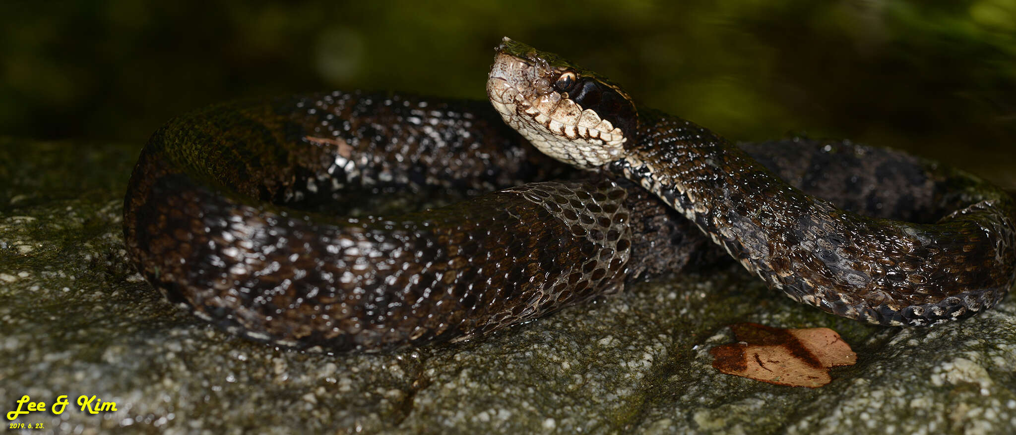 Image of Gloydius tsushimaensis (Isogawa, Moriya & Mitsui 1994)