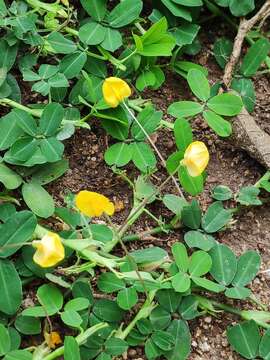 Plancia ëd Arachis duranensis Krapov. & W. C. Greg.