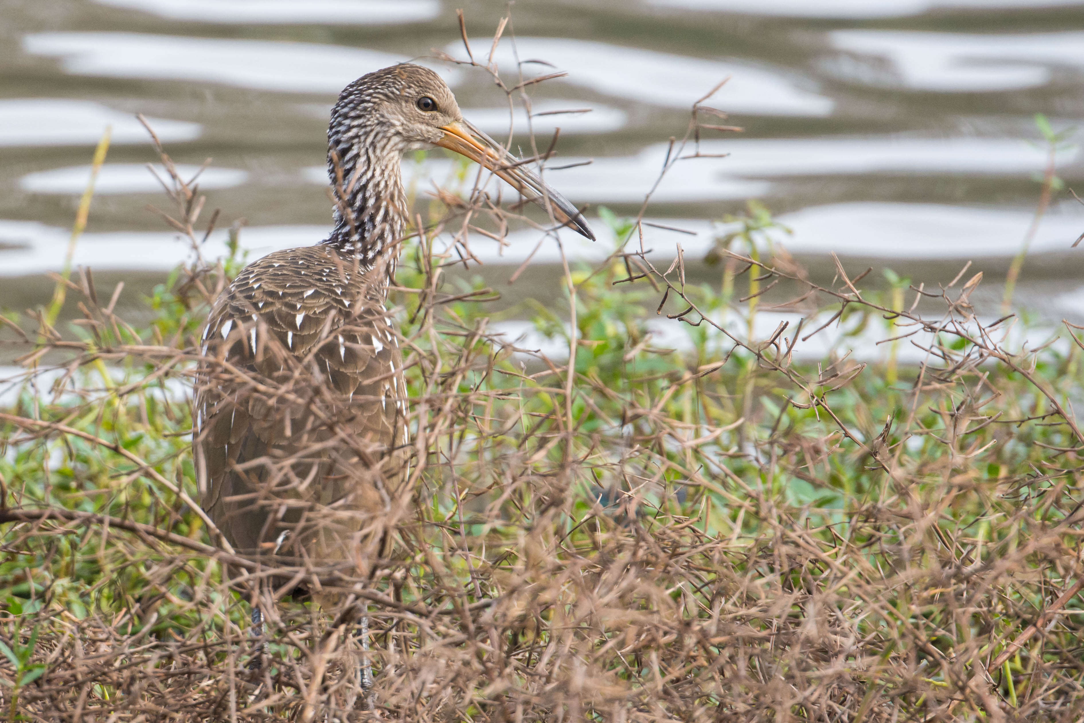 Image of limpkins