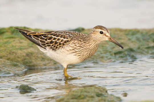 Image of Pectoral Sandpiper