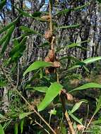 Image of Hakea dactyloides (Gaertn. fil.) Cav.