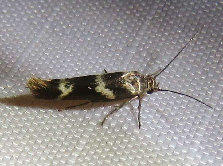 Image of Banded Scythris