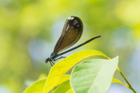 Image of Ebony Jewelwing