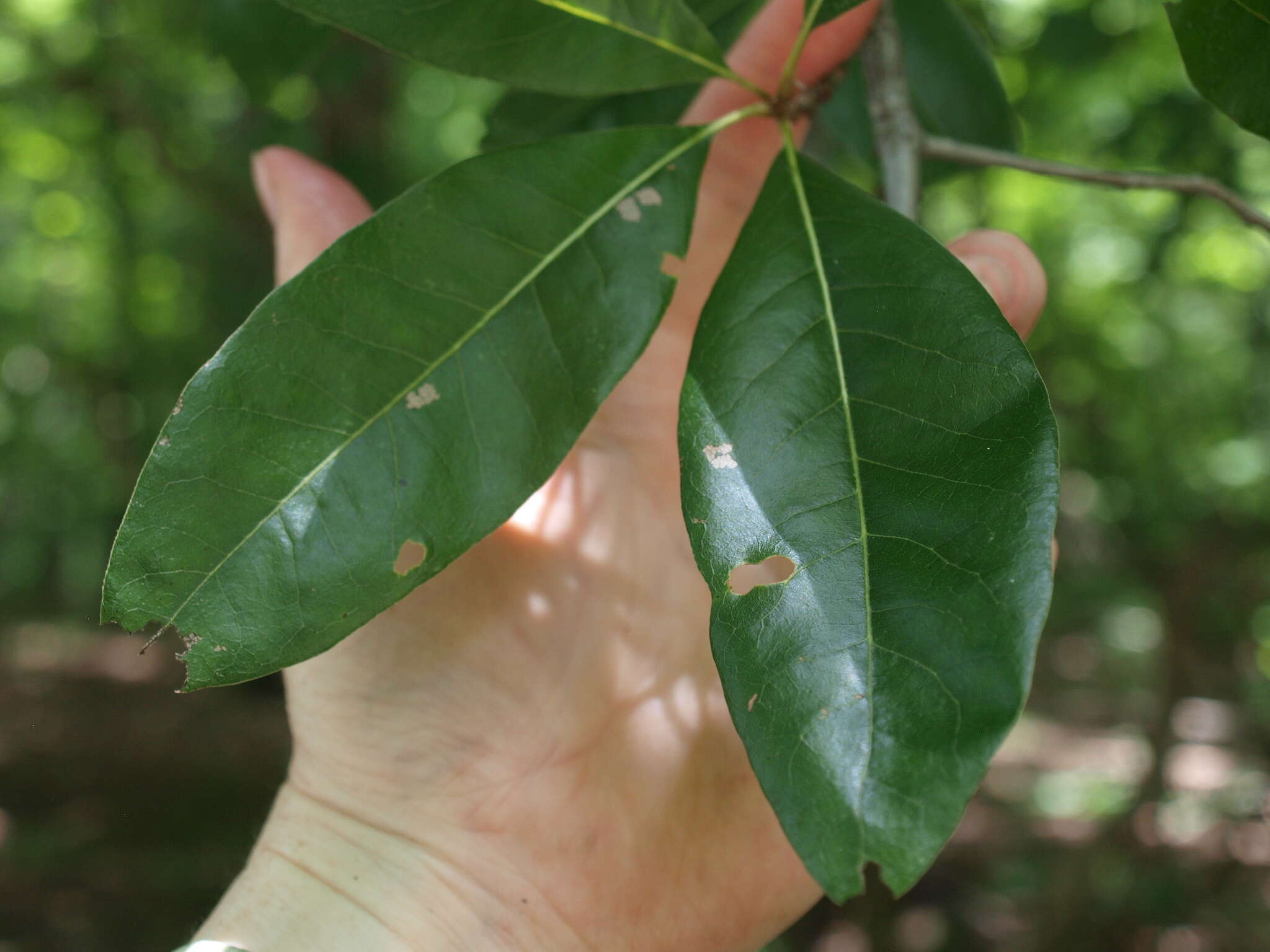 Image of Laurel Oak