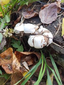 Image of Clitocybe truncicola (Peck) Sacc. 1887