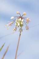 Image of Lady's leek