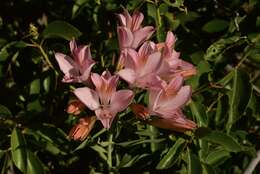 Image of Alstroemeria ligtu subsp. splendens Muñoz-Schick