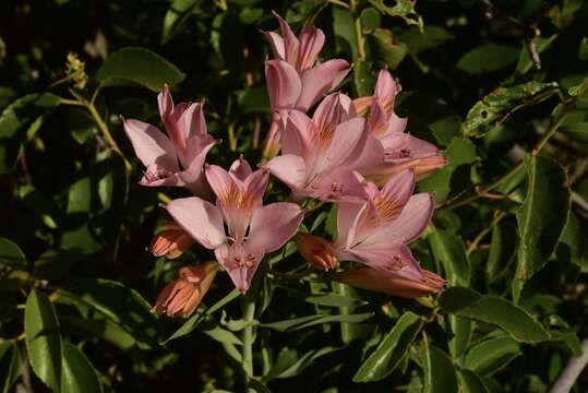 Image of Alstroemeria ligtu subsp. splendens Muñoz-Schick