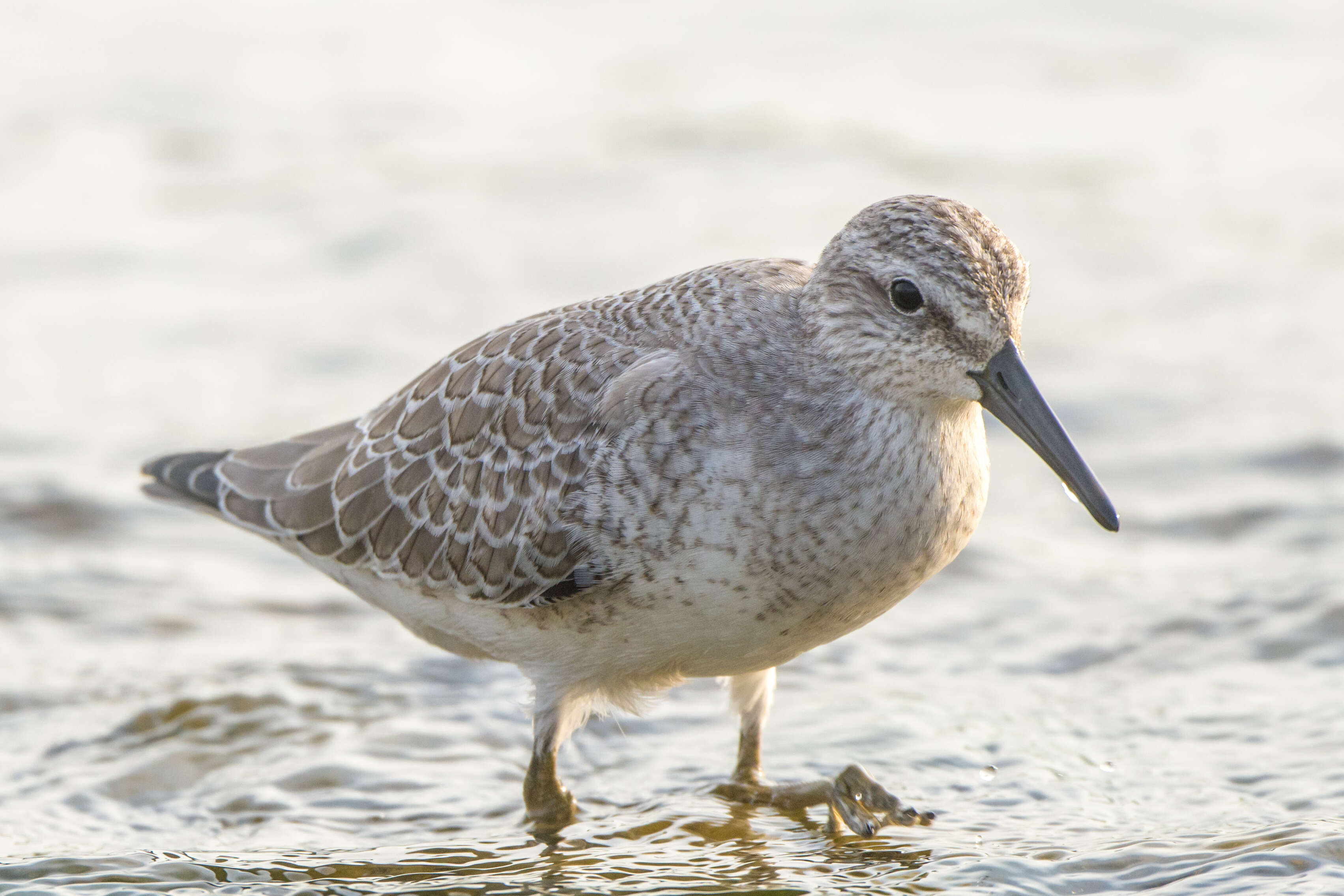 Image of Knot