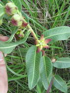 Image of Pachycarpus concolor E. Mey.