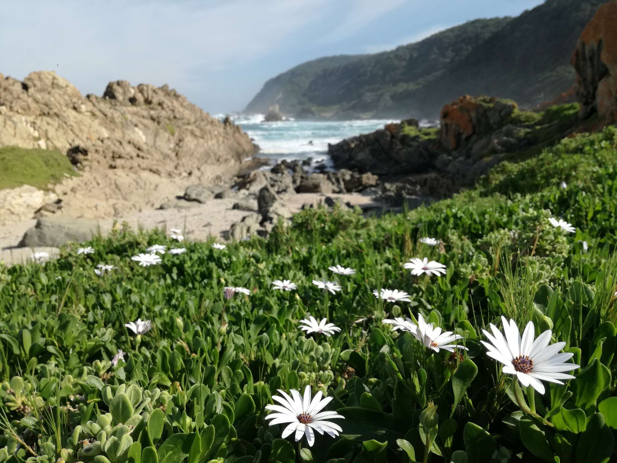 Image of shrubby daisybush