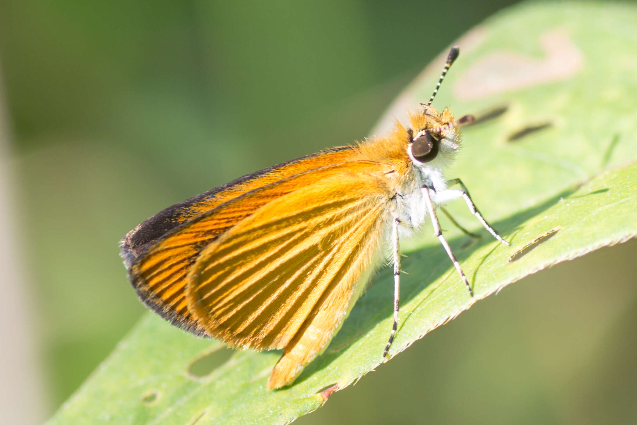 Image of Least Skipper