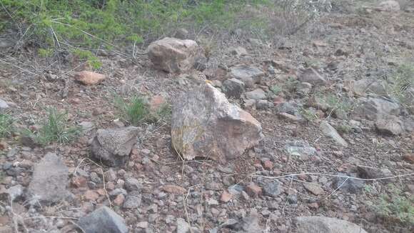 Image of Sonoran Collared Lizard