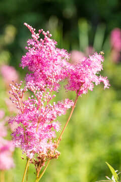 Image of queen of the prairie