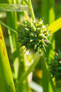 Image of Branched Bur-reed