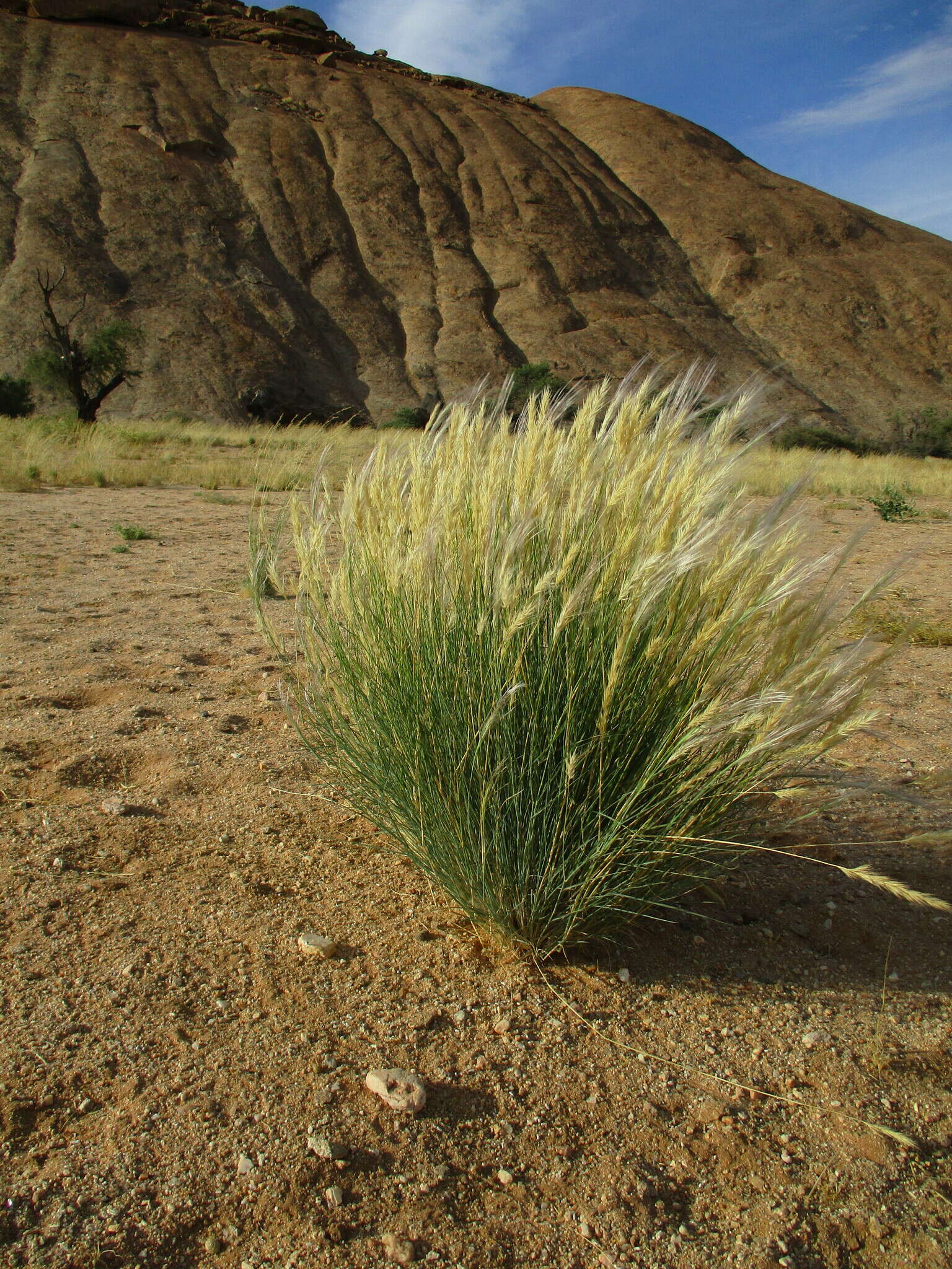 Image of Stipagrostis uniplumis (Licht.) De Winter